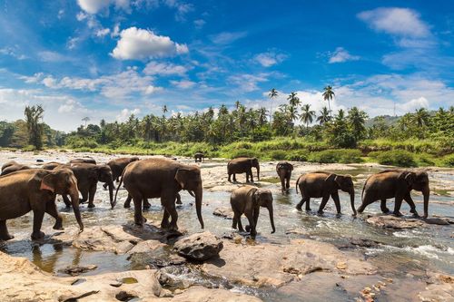 Asie : 4 réserves et parc nationaux à visiter pour en prendre plein les yeux !