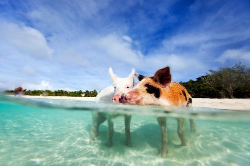 Nager avec les dauphins c'est tellement surfait, nagez avec des cochons aux Bahamas !