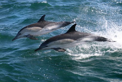 Où voir des baleines et des dauphins en Irlande ? 