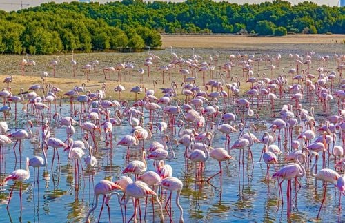 Flamingos a few kilometers from downtown Dubai