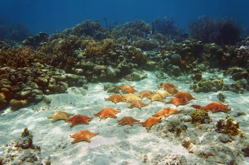 Où se trouvent les plus beaux spots de plongée du monde ? 3 lieux où découvrir les merveilles des fonds marins