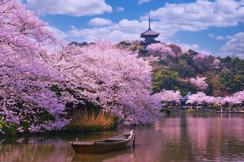 C'est le printemps et le Japon se colore de rose : les meilleurs spots pour observer la floraison des cerisiers 