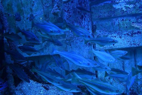 L'acquario di Saint-Malo