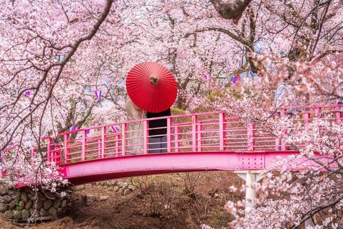 Chaque printemps, le Japon se couvre de rose : voici tout ce qu’il faut savoir sur la floraison magique des cerisiers !