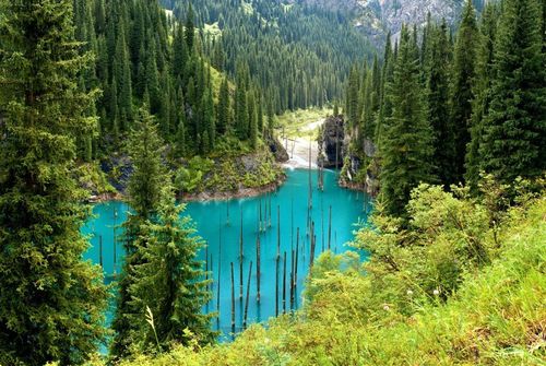 Dans cette forêt engloutie d'Asie, les arbres poussent à l'envers !
