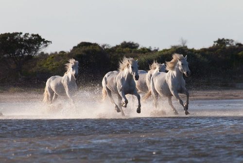Connaissez-vous bien la Camargue ? On vous dévoile les petits secrets de cette terre sauvage du sud de la France