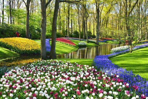 The Netherlands, Japan and many more: the most beautiful places to admire seasonal flowers (some of them are a must-see at least once in your life!)