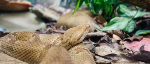 Au Brésil, les seuls habitants de cette île sont... des milliers de serpents !