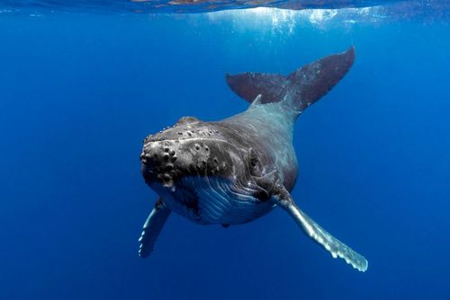 Oubliez l'océan Indien et direction les eaux de l'Atlantique ou du Pacifique pour observer des baleines (certains pays sont proches de la France !)