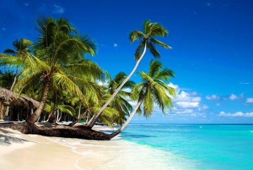 Cocotiers, eaux turquoise et sable blanc, les 3 plus beaux spots de  République dominicaine
