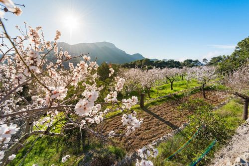 A l'approche du printemps, les amandiers en fleurs de Majorque rivalisent avec les cerisiers du Japon ! 