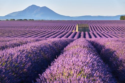 The Valensole plateau and its lavender fields