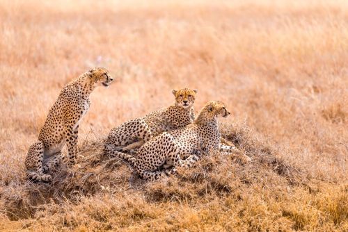 Incontrare i grandi predatori del Serengeti