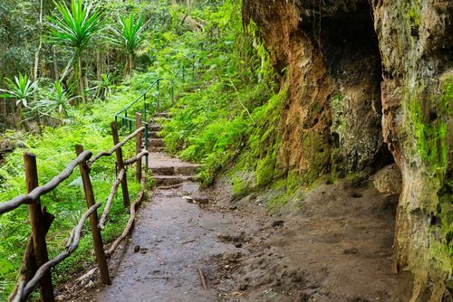 Escursione nella foresta urbana di Karura