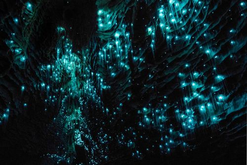 Nouvelle-Zélande : ces grottes très particulières offrent un spectacle lumineux féerique aux plus curieux !