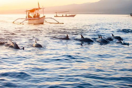 Vedere i delfini sulla spiaggia di Lovina