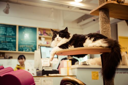 We love Cat's: Gatti nei Café Europei