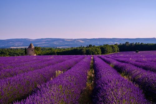 Purple, yellow or red fields... The most beautiful flowers in France are in Provence!