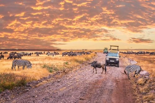 I nostri consigli per un safari low cost nel Serengeti