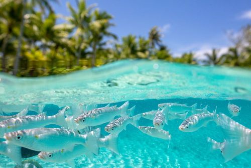 Eaux turquoise, récifs coralliens et plages sublimes : ces lagons paradisiaques font rêver les voyageurs du monde entier