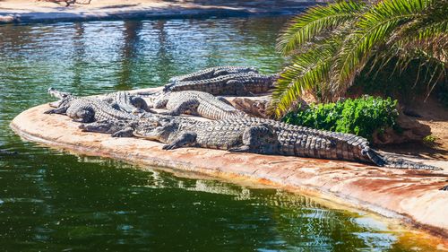 Incontrare i coccodrilli di Djerba Esplore