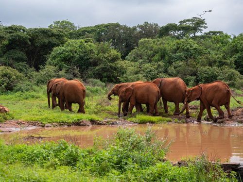 Visita al orfanato de elefantes Sheldrick en Nairobi