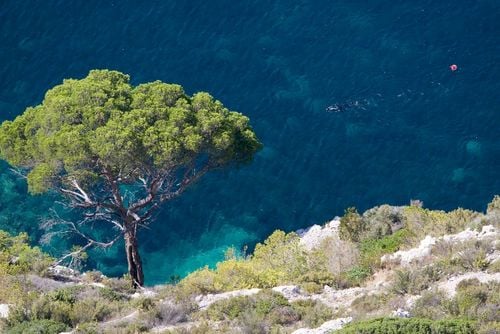 Scoprite i fondali marini praticando l'immersione subacquea a Cassis