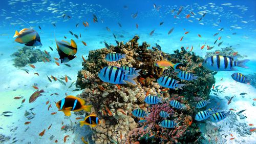 Nuotare con gli squali e visitare i fondali di Hurghada