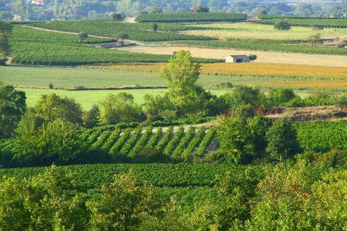 I vigneti dell'Ardèche