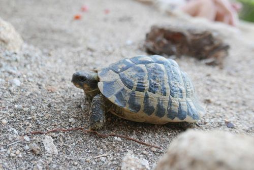 Bewundern Sie Schildkröten aus der ganzen Welt im A Cupulatta Park