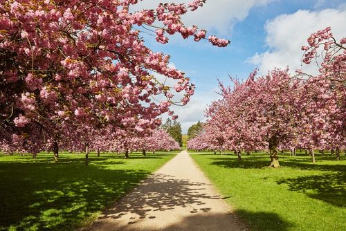 Ce parc situé à 20 minutes de Paris est le lieu idéal pour voir les cerisiers en fleurs comme au Japon !