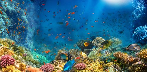 Las maravillas ocultas del fondo marino egipcio en el acuario de Hurghada