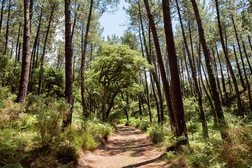 Parco naturale regionale delle Landes de Gascogne
