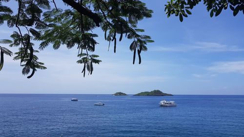 La riserva Cousteau, il miglior punto di immersione della Guadalupa