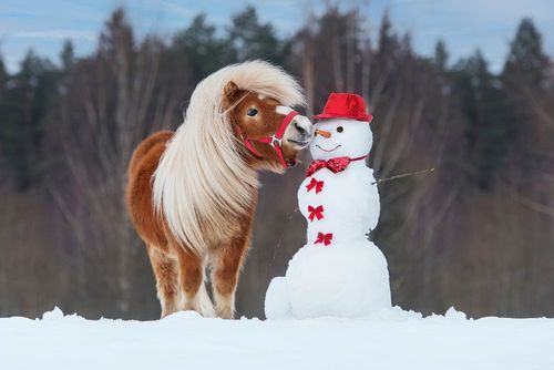 Une balade à cheval dans la neige
