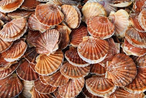 Célébrez le terroir breton en pleine montagne, c'est possible ! Rendez-vous pour la fête de la coquille Saint-Jacques près de Grenoble du 23 au 24 mars 2024