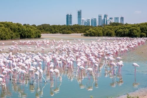Ammirate i fenicotteri rosa nella riserva di Ras Al Khor