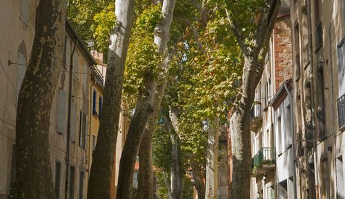 Céret, capitale delle ciliegie, ma non solo!