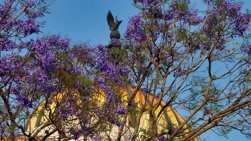 Mexico City turns jacaranda-purple in March