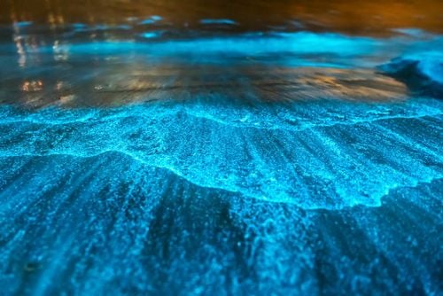 The best places in the world to observe bioluminescence