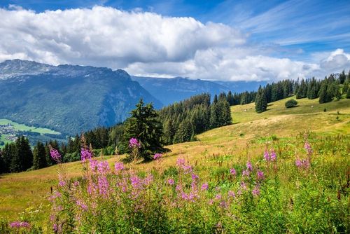 Pourquoi choisir la montagne en été ? Voici 5 raisons qui pourraient vous convaincre !