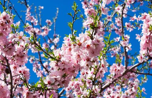 Where to see almond trees in blossom in Madrid