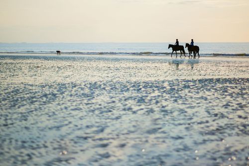 Il cavallo, l'animale simbolo di Deauville