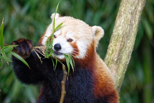 Zoo Parc De Trégomeur, un toque asiático cerca de Saint-Brieuc