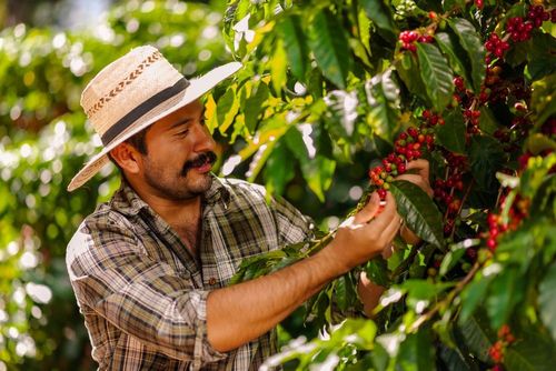 Costa Rica, the land where coffee blossoms