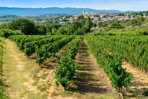 3 domaines viticoles à découvrir à moins de 45 minutes de Montpellier (dégustations, châteaux classés et balades en calèche au programme !)