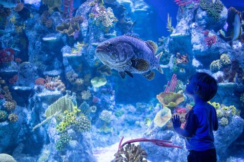 Immersione nelle profondità di Nausicaá