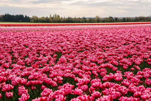Tulipes, jacinthes, jonquilles… Voici où admirer les plus beaux champs de fleurs en France ce printemps