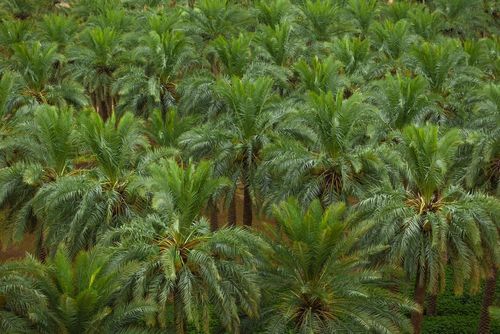 L'oasi di Al-Hassa: la più grande oasi del mondo