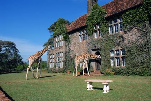Au Kenya, cet hôtel reçoit des visiteurs pas comme les autres... des girafes !